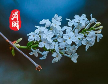 2025年清明节哪天上坟好-2025年清明节几号扫墓好