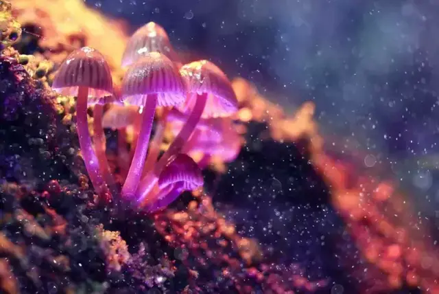 蘑菇是孢子植物吗 真菌究竟是怎么生活的