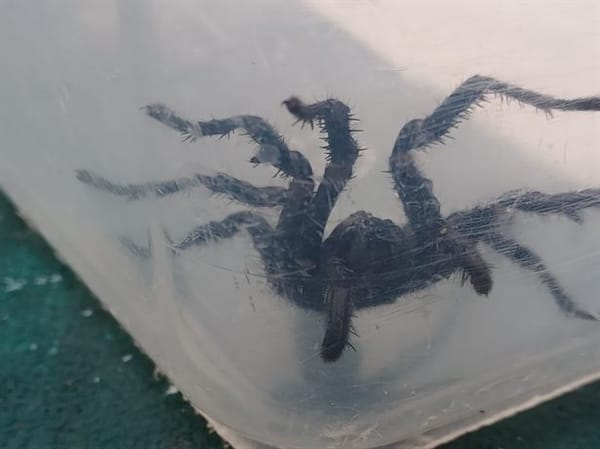 澳大利亚多地暴雨洪灾 泳池频现剧毒漏斗蜘蛛 被咬者可能在15分钟至3天内身亡！